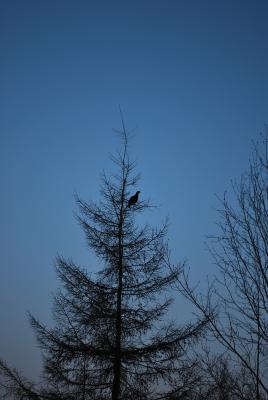 Прикрепленное изображение: DSC_0226.JPG