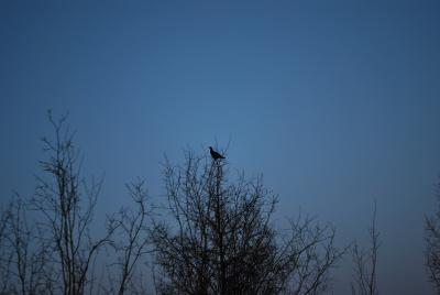 Прикрепленное изображение: DSC_0231.JPG