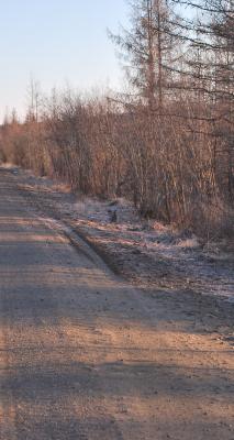 Прикрепленное изображение: DSC_0449.JPG