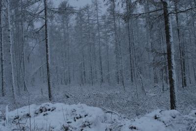 Прикрепленное изображение: DSC_0417.JPG