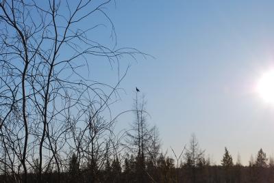 Прикрепленное изображение: DSC_0451.JPG