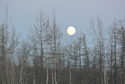 Прикрепленное изображение: DSC_4832.JPG