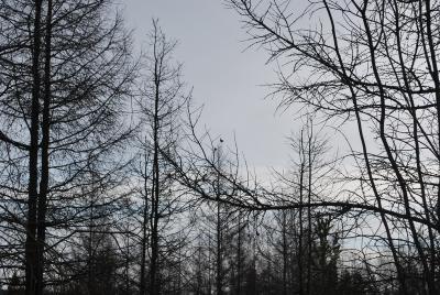 Прикрепленное изображение: DSC_0325.JPG