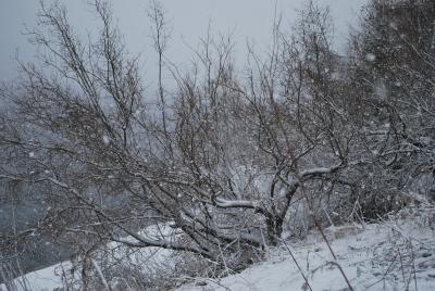 Прикрепленное изображение: DSC_0431.JPG