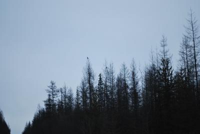 Прикрепленное изображение: DSC_0390.JPG