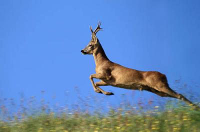 Прикрепленное изображение: Capreolus_capreolus.JPG