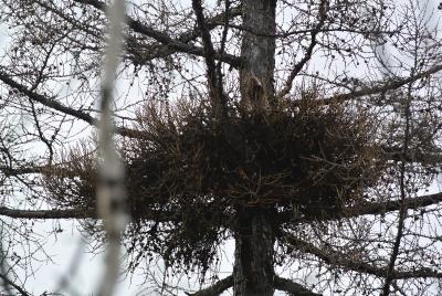 Прикрепленное изображение: DSC_4887.JPG
