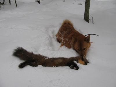Прикрепленное изображение: такого кота добыли.jpg
