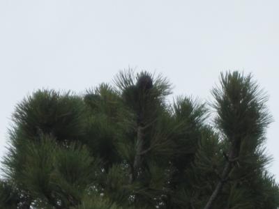 Прикрепленное изображение: IMG_5103.jpg