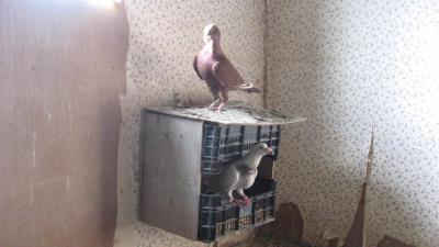Прикрепленное изображение: IMG_1146.JPG