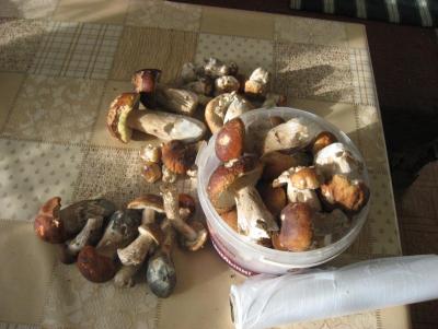 Прикрепленное изображение: IMG_1796.JPG