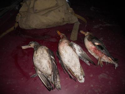 Прикрепленное изображение: DSCN1232.JPG