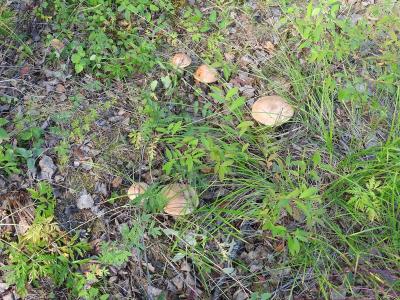 Прикрепленное изображение: DSCN1065.jpg