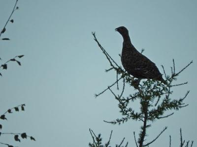 Прикрепленное изображение: DSCN1040.jpg