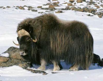 Прикрепленное изображение: musk-ox.jpg