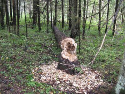 Прикрепленное изображение: IMG_2752.jpg