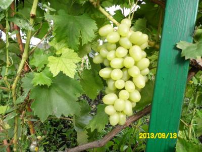 Прикрепленное изображение: SAM_0532.JPG