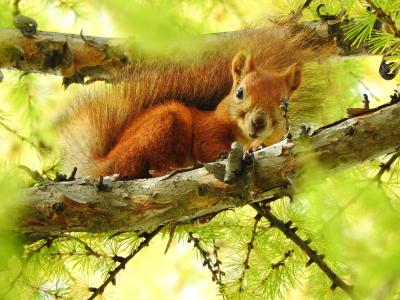 Прикрепленное изображение: DSCN1278.JPG