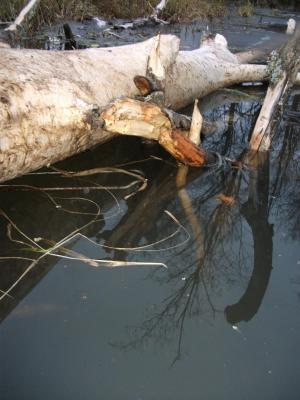 Прикрепленное изображение: DSCF5624.jpg