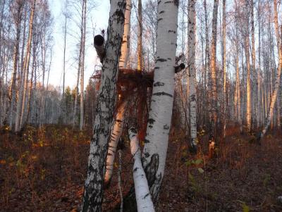 Прикрепленное изображение: P1080143.JPG