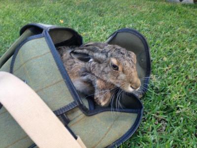 Прикрепленное изображение: 435692360-Hare.jpg