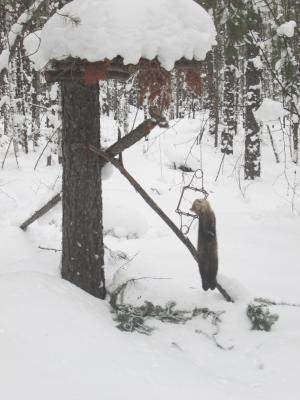 Прикрепленное изображение: IMG_1815.JPG
