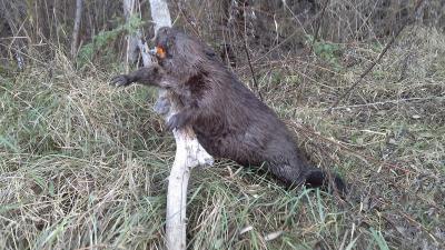 Прикрепленное изображение: 20161022_134607.jpg