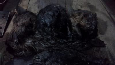 Прикрепленное изображение: 20161021_171128.jpg