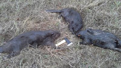 Прикрепленное изображение: 20161022_141523.jpg