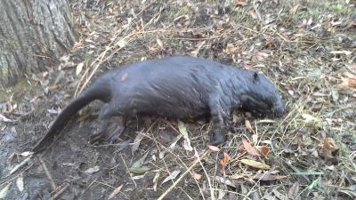 Прикрепленное изображение: 20161022_141122.jpg
