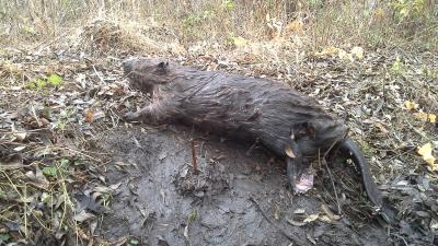 Прикрепленное изображение: 20161022_132337.jpg