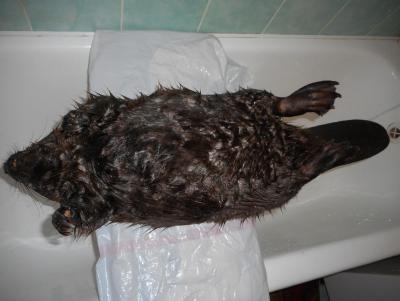 Прикрепленное изображение: DSCN1274.JPG