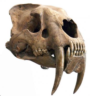 Прикрепленное изображение: 511px-Smilodon_head.jpg