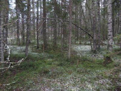 Прикрепленное изображение: IMG_2083.jpg