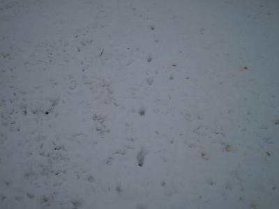Прикрепленное изображение: PB121466.JPG