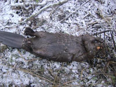 Прикрепленное изображение: DSC07093.JPG