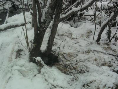 Прикрепленное изображение: норка2 живая.jpg