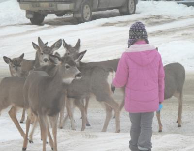Прикрепленное изображение: Deer_feeding.JPG