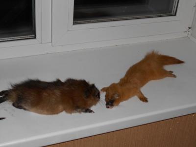 Прикрепленное изображение: DSCN0054.JPG