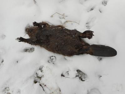 Прикрепленное изображение: DSCN1263.JPG