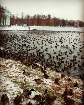 Прикрепленное изображение: утки в парке.jpg