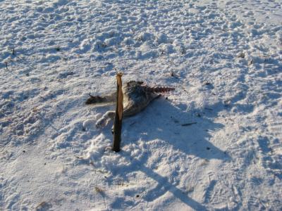 Прикрепленное изображение: IMG_2116.jpg