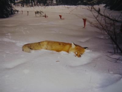 Прикрепленное изображение: IMG_2101.jpg