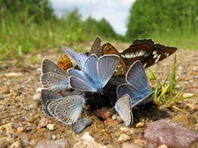 Прикрепленное изображение: IMG_0462.jpg