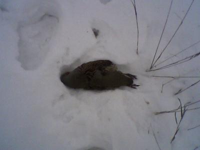 Прикрепленное изображение: Photo-0018.jpg