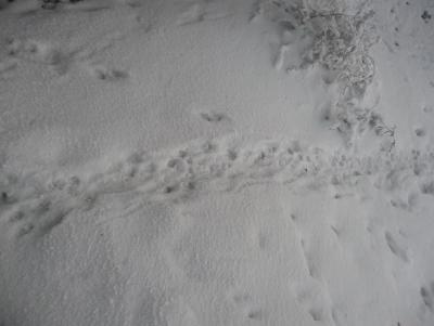 Прикрепленное изображение: P1050946.JPG