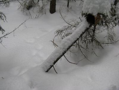 Прикрепленное изображение: 014.JPG