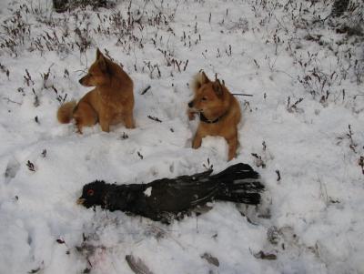 Прикрепленное изображение: с глухарем.jpg