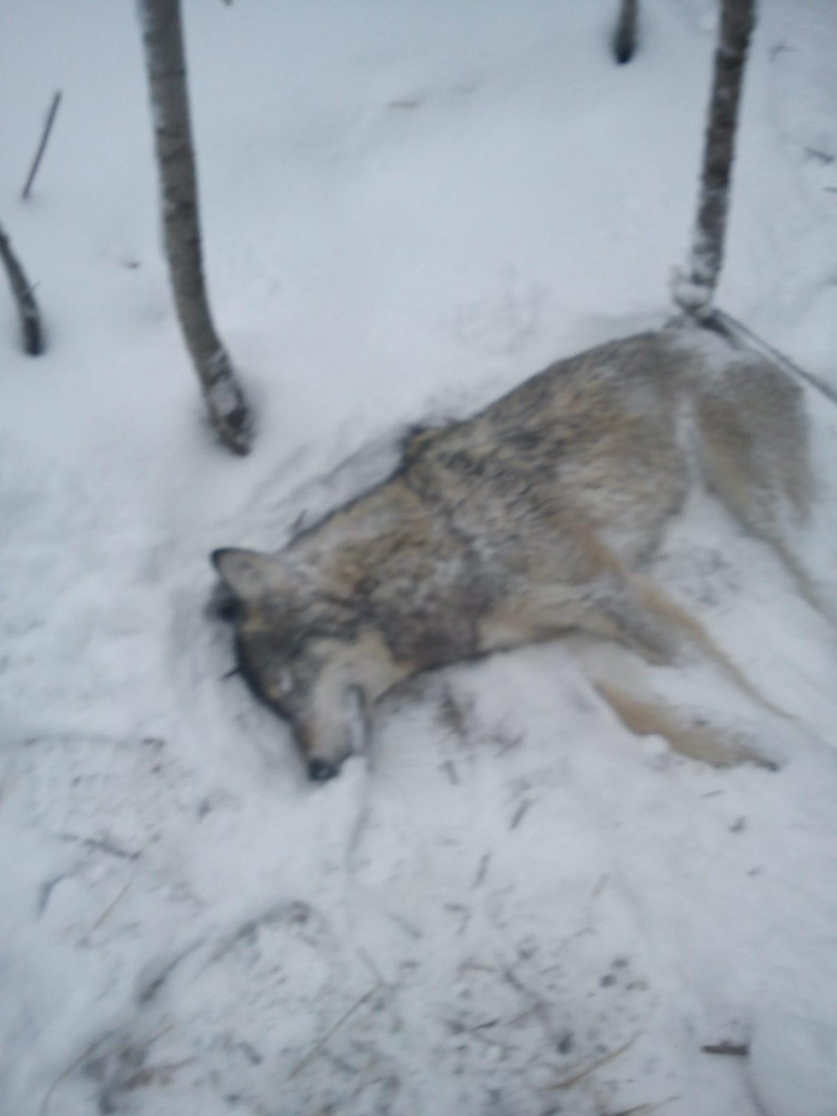 Охота и рыбалка: Охота на волка с капканом