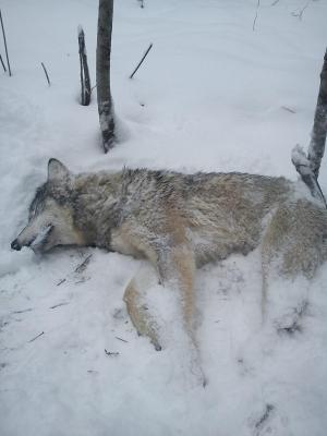 Прикрепленное изображение: DSC00023.JPG